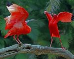 Scarlet Ibis Birds paint by numbers