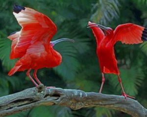 Scarlet Ibis Birds paint by numbers