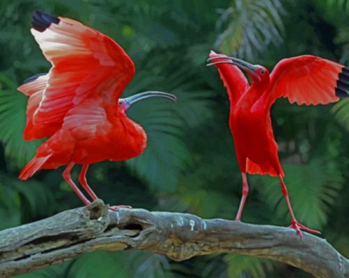 Scarlet Ibis Birds paint by numbers