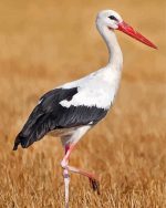 White Stork Bird Animal Paint by numbers