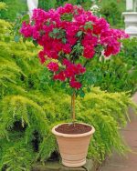 Bougainvillea Plant paint by numbers