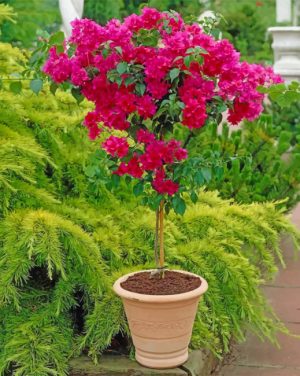 Bougainvillea Plant paint by numbers