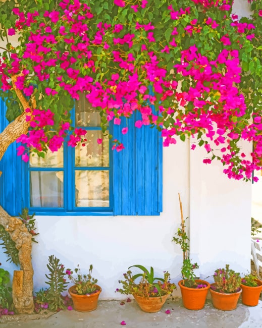 Bougainvillea Flower paint by numbers