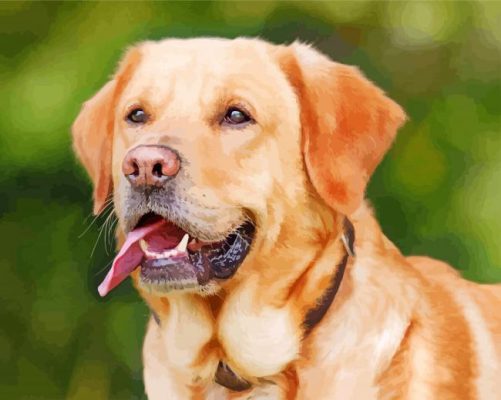 Labrador Retriever Animal paint by numbers