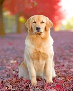 Labrador Retriever dog paint by number