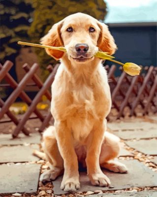 Labrador Retriever paint by numbers