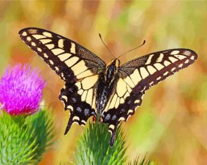 Lepidoptera butterfly insect paint by number