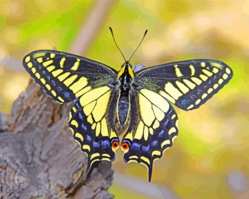 Lepidoptera butterfly paint by number