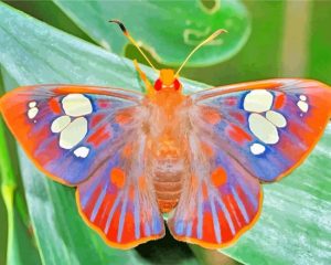 Lepidoptera paint by number