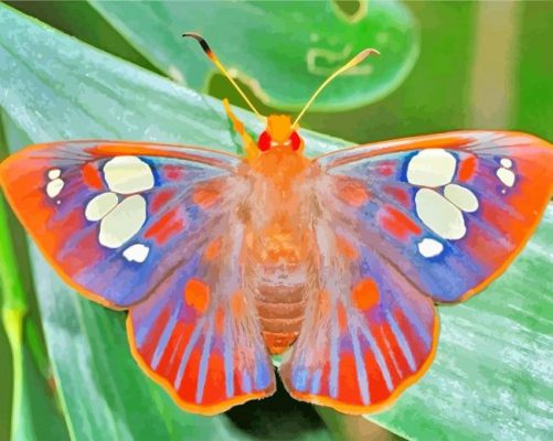 Lepidoptera paint by number