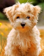Morkie puppy dog paint by number