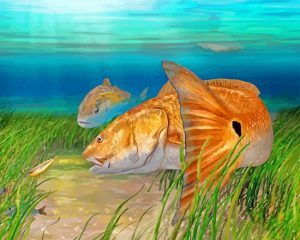 Striper fishes paint by number