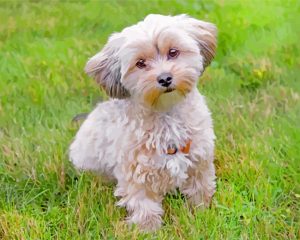 Adorable Morkie paint by numbers