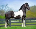 black and white Friesian horse paint by numbers