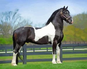 black and white Friesian horse paint by numbers
