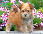 Blonde Morkie Dog paint by number