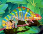 Colorful Chameleon paint by number