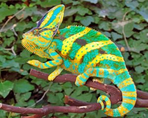green and yellow chameleon paint by number