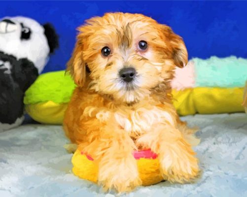 morkie Dog paint by number