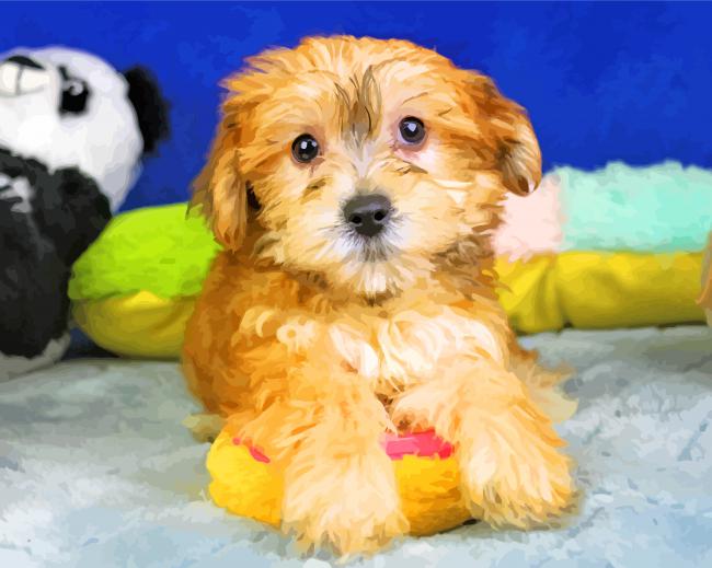morkie Dog paint by number
