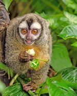 night monkey paint by number