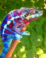 Panther Chameleon paint by number