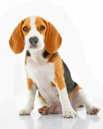 scent hounds paint by numbers