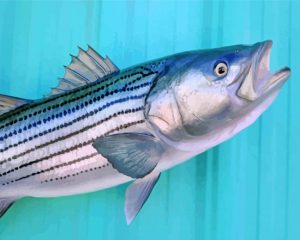 striped bass paint by numbers