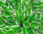Hosta Leaves Plant paint by numbers