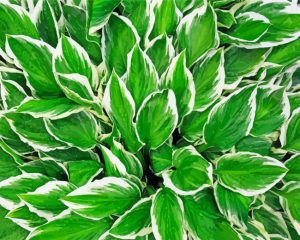 Hosta Leaves Plant paint by numbers