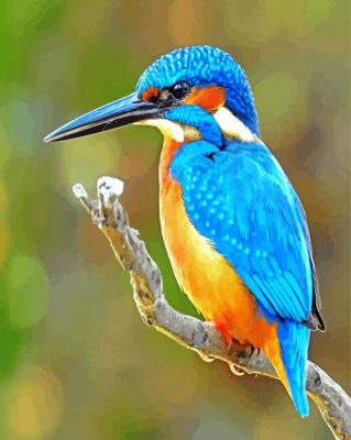 Bird Kingfisher paint by numbers