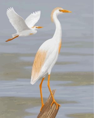 Cattle Egret Bird Paint by numbers