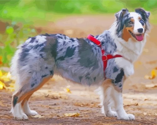 Australian Shepherd Aussie paint by numbers