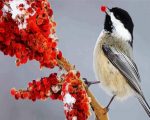 Chickadee Bird Eating paint by numbers