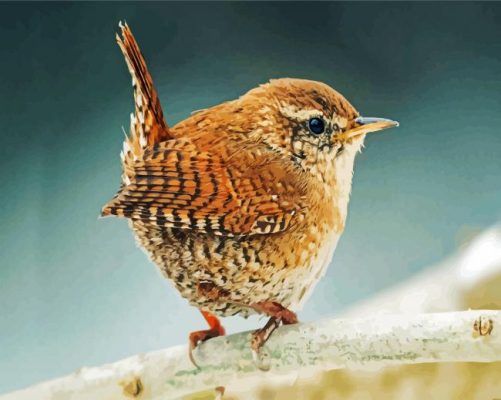aesthetic wren bird paint by numbers