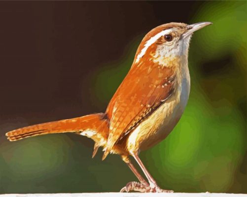 wren bird paint by numbers