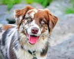 Australian Shepherd Dog panels paint by numbers