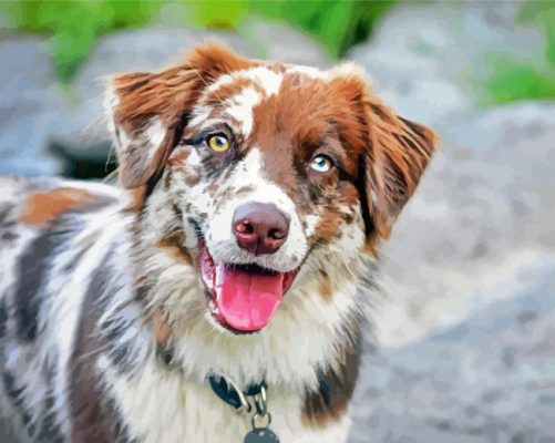 Australian Shepherd Dog panels paint by numbers