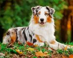 Australian Shepherd Pet paint by numbers