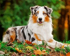 Australian Shepherd Pet paint by numbers
