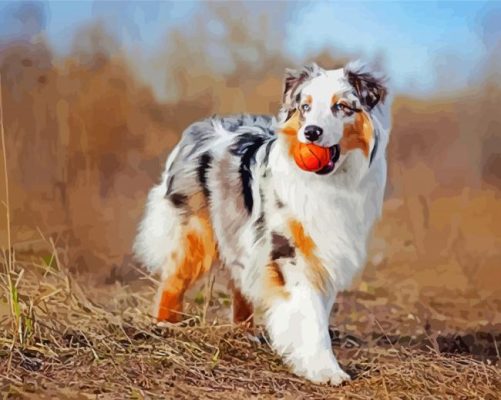 Australian Shepherd Puppy paint by numbers