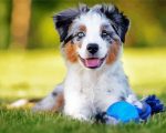 Australian Shepherd Dog panels paint by numbers