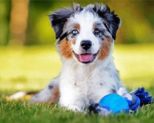 Australian Shepherd Dog panels paint by numbers