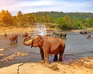 Elephant By The River paint by numbers