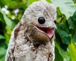 Aesthetic Potoo Bird Illustration paint by number