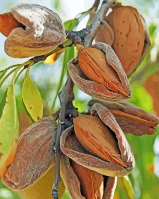 Almond Tree paint by numbers
