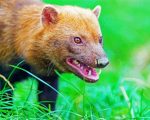 Angry Bush Dog paint by numbers