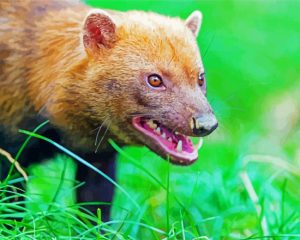 Angry Bush Dog paint by numbers