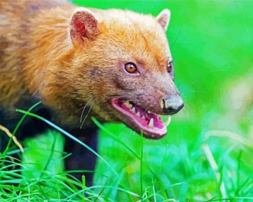 Angry Bush Dog paint by numbers