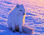 Arctic Fox In Snow paint by numbers